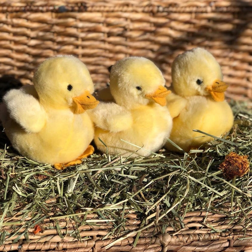 Peluche Poussin - Chicky