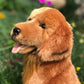 Peluche Golden Retriever - Peluche Chien